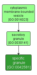 GO:0042581 - specific granule (interactive image map)