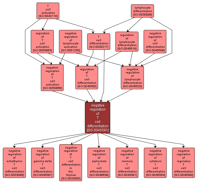 GO:0045581 - negative regulation of T cell differentiation (interactive image map)