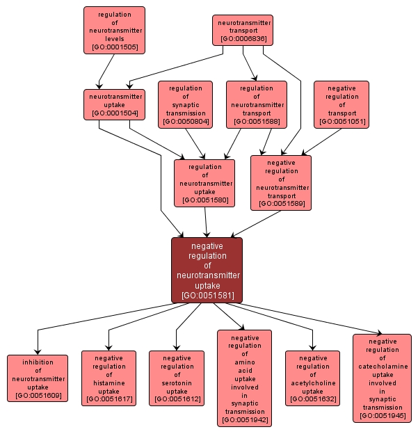 GO:0051581 - negative regulation of neurotransmitter uptake (interactive image map)