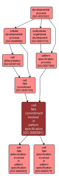 GO:0060581 - cell fate commitment involved in pattern specification (interactive image map)