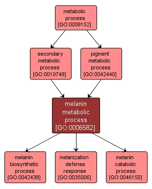 GO:0006582 - melanin metabolic process (interactive image map)