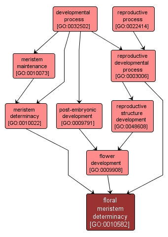 GO:0010582 - floral meristem determinacy (interactive image map)