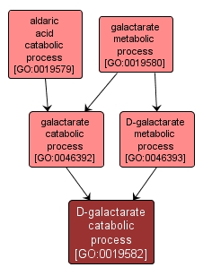 GO:0019582 - D-galactarate catabolic process (interactive image map)