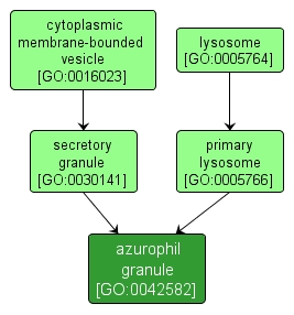 GO:0042582 - azurophil granule (interactive image map)