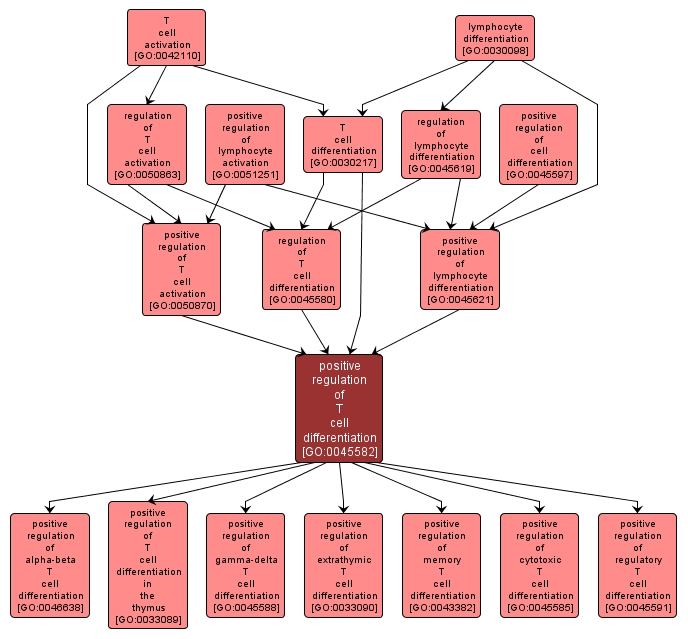 GO:0045582 - positive regulation of T cell differentiation (interactive image map)