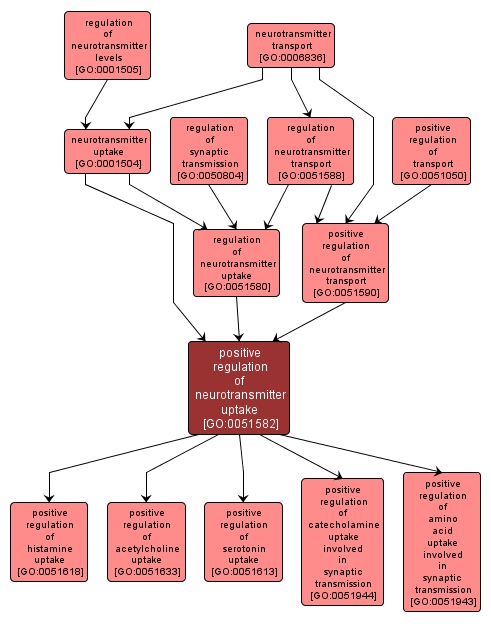 GO:0051582 - positive regulation of neurotransmitter uptake (interactive image map)
