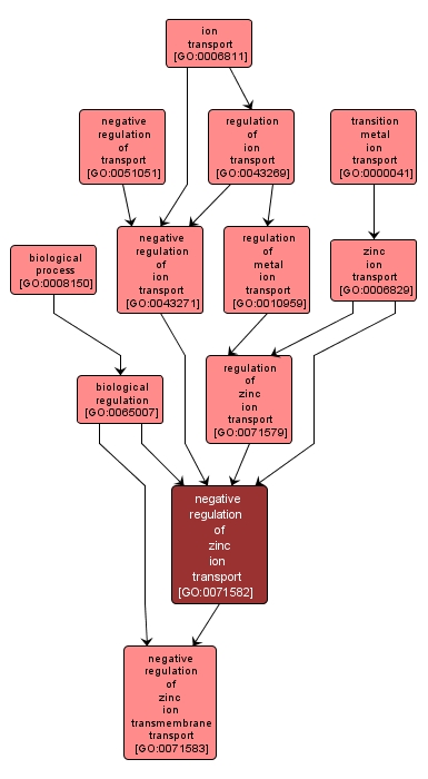 GO:0071582 - negative regulation of zinc ion transport (interactive image map)