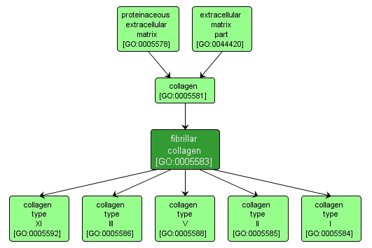 GO:0005583 - fibrillar collagen (interactive image map)
