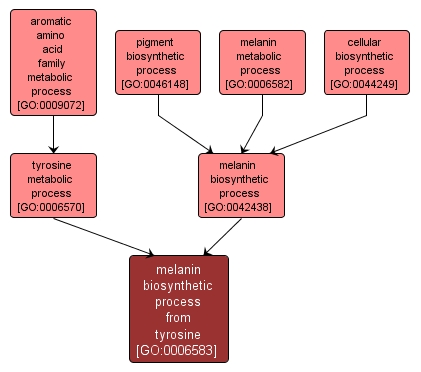 GO:0006583 - melanin biosynthetic process from tyrosine (interactive image map)