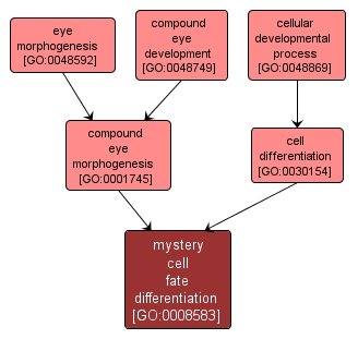 GO:0008583 - mystery cell fate differentiation (interactive image map)