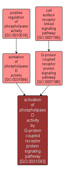 GO:0031583 - activation of phospholipase D activity by G-protein coupled receptor protein signaling pathway (interactive image map)