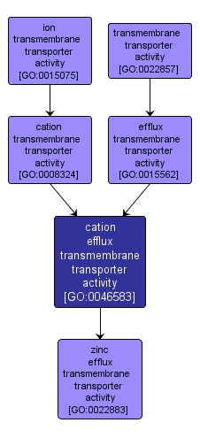 GO:0046583 - cation efflux transmembrane transporter activity (interactive image map)