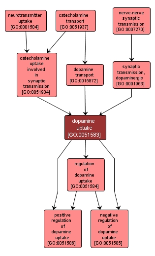 GO:0051583 - dopamine uptake (interactive image map)