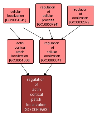 GO:0060583 - regulation of actin cortical patch localization (interactive image map)