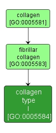 GO:0005584 - collagen type I (interactive image map)