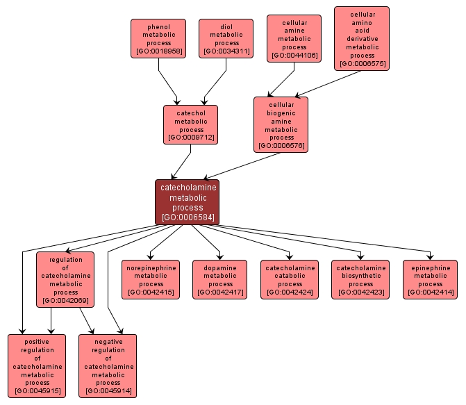 GO:0006584 - catecholamine metabolic process (interactive image map)