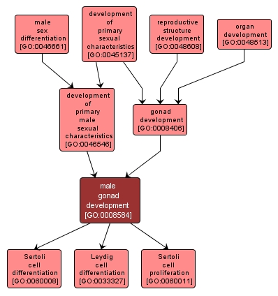 GO:0008584 - male gonad development (interactive image map)