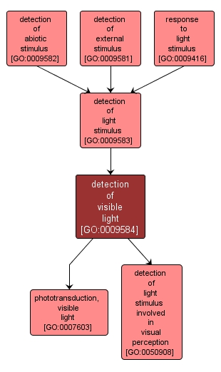 GO:0009584 - detection of visible light (interactive image map)