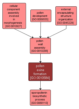 GO:0010584 - pollen exine formation (interactive image map)