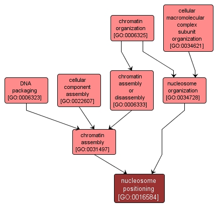 GO:0016584 - nucleosome positioning (interactive image map)