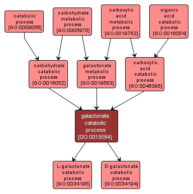 GO:0019584 - galactonate catabolic process (interactive image map)