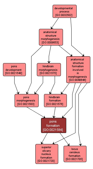 GO:0021584 - pons formation (interactive image map)