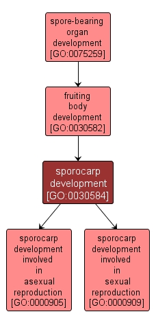 GO:0030584 - sporocarp development (interactive image map)