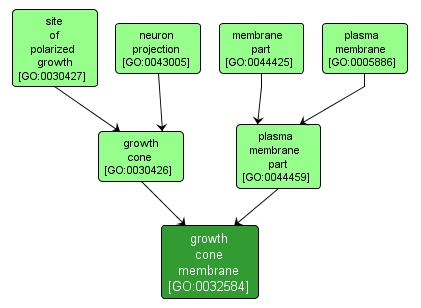 GO:0032584 - growth cone membrane (interactive image map)