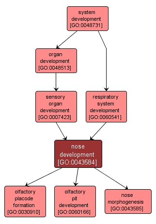 GO:0043584 - nose development (interactive image map)