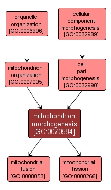 GO:0070584 - mitochondrion morphogenesis (interactive image map)