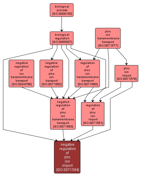 GO:0071584 - negative regulation of zinc ion import (interactive image map)