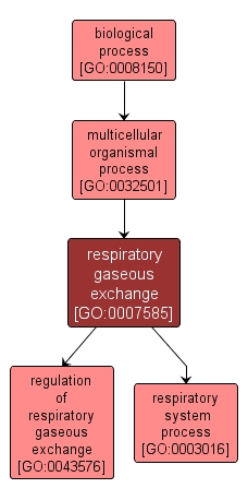 GO:0007585 - respiratory gaseous exchange (interactive image map)