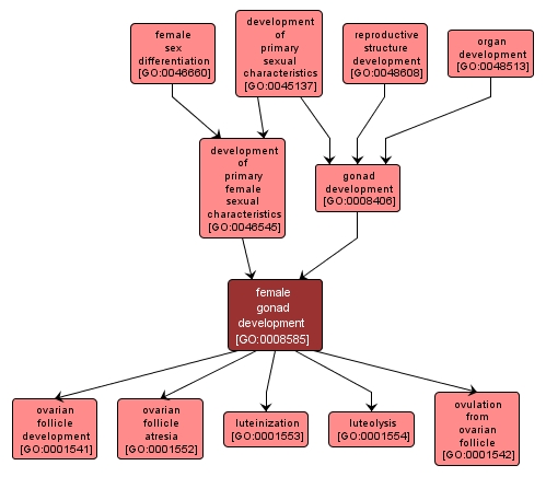 GO:0008585 - female gonad development (interactive image map)