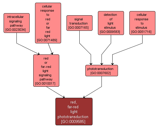 GO:0009585 - red, far-red light phototransduction (interactive image map)