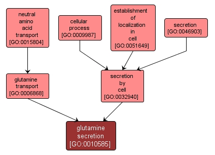 GO:0010585 - glutamine secretion (interactive image map)