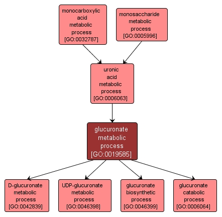 GO:0019585 - glucuronate metabolic process (interactive image map)