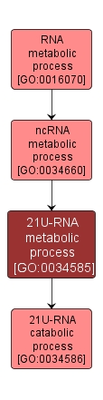 GO:0034585 - 21U-RNA metabolic process (interactive image map)