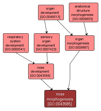 GO:0043585 - nose morphogenesis (interactive image map)