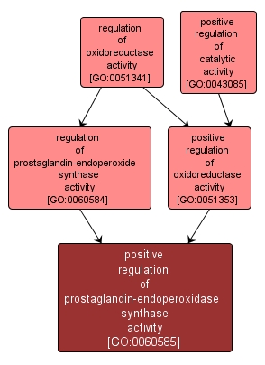 GO:0060585 - positive regulation of prostaglandin-endoperoxidase synthase activity (interactive image map)