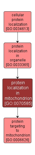 GO:0070585 - protein localization in mitochondrion (interactive image map)