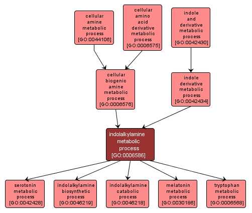 GO:0006586 - indolalkylamine metabolic process (interactive image map)