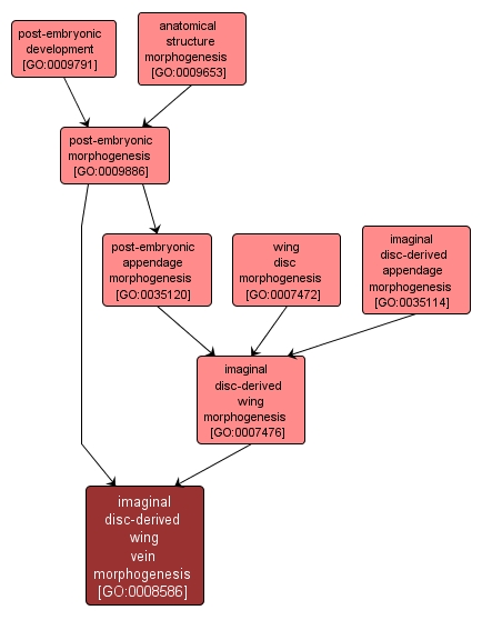 GO:0008586 - imaginal disc-derived wing vein morphogenesis (interactive image map)