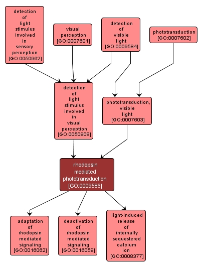 GO:0009586 - rhodopsin mediated phototransduction (interactive image map)