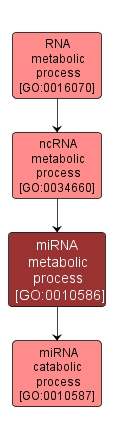 GO:0010586 - miRNA metabolic process (interactive image map)