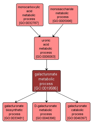 GO:0019586 - galacturonate metabolic process (interactive image map)