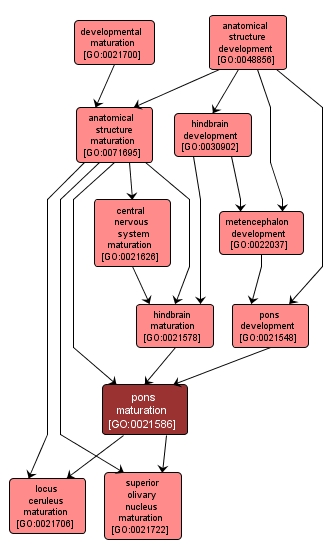 GO:0021586 - pons maturation (interactive image map)