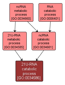 GO:0034586 - 21U-RNA catabolic process (interactive image map)