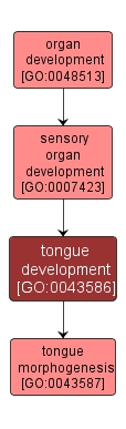 GO:0043586 - tongue development (interactive image map)