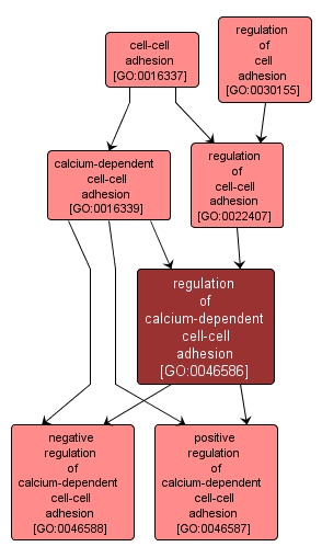 GO:0046586 - regulation of calcium-dependent cell-cell adhesion (interactive image map)