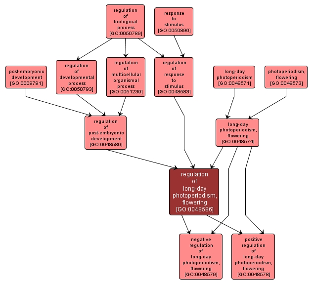 GO:0048586 - regulation of long-day photoperiodism, flowering (interactive image map)